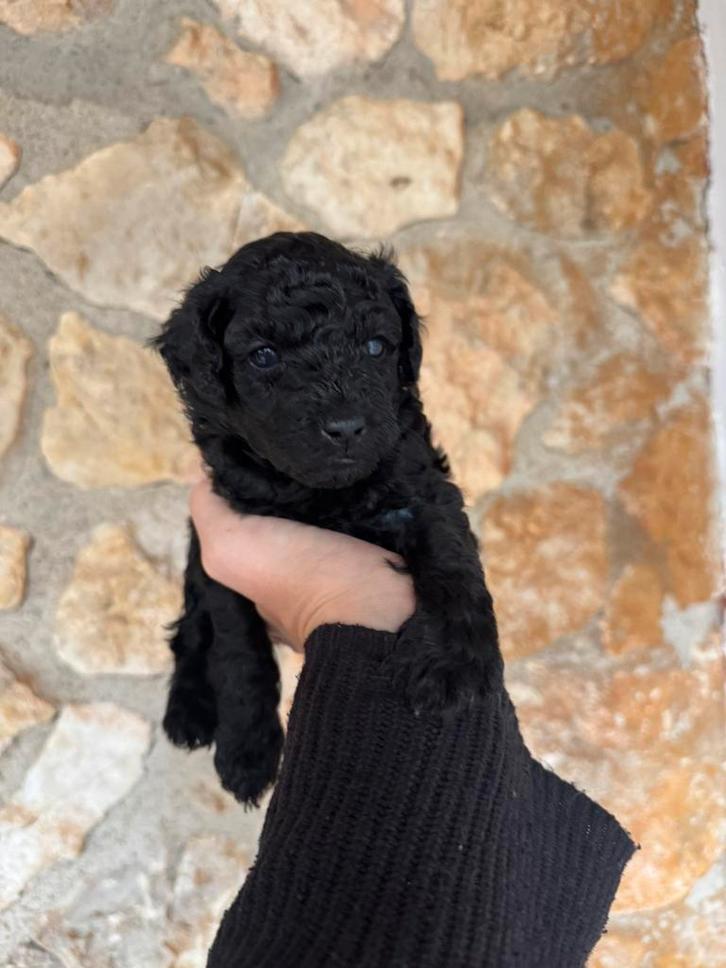 Dwerg poedels beschikbaar, Dieren en Toebehoren, Honden | Chihuahua's en Gezelschapshonden, Teef, Poedel, Particulier, Meerdere