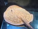 Potamotrygon Albino kweekman, Dieren en Toebehoren, Vissen | Aquariumvissen, Vis