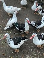 Muskus eenden dosa doksi, Dieren en Toebehoren, Pluimvee, Meerdere dieren, Eend