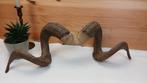 Taxidermie - Ramshoorns, Verzamelen, Ophalen of Verzenden, Gebruikt, Boerderijdier, Opgezet dier
