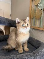 British Shorthair Golden kitten met zijn Moeder !, Dieren en Toebehoren, Kater, Ontwormd