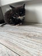 Main coon katertje, Dieren en Toebehoren, Katten en Kittens | Raskatten | Langhaar, Kater, Ontwormd, 0 tot 2 jaar