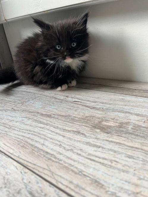 Main coon katertje, Dieren en Toebehoren, Katten en Kittens | Raskatten | Langhaar, Kater, 0 tot 2 jaar, Ontwormd, Ingeënt
