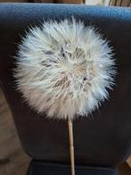 Echte bloem, Ophalen, Nieuw