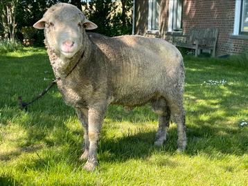 Zuivere Merino Dekram (ongehoornd) beschikbaar voor biedingen