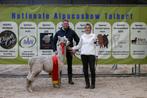 Alpaca Suri Hengst, Dieren en Toebehoren, Mei, Mannelijk