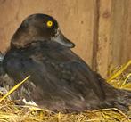 Europese kuifeend vrouw, Dieren en Toebehoren, Vrouwelijk, Eend