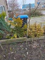 Vijgenboom, Volle zon, Bloeit niet, 100 tot 250 cm, Overige soorten