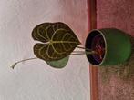 anthurium, Ophalen, Halfschaduw, Minder dan 100 cm