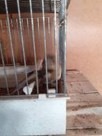 Bastaard putter ,goed geringd laat van 2025ik denk een man, Dieren en Toebehoren, Vogels | Kanaries, Mannelijk, Bastaard