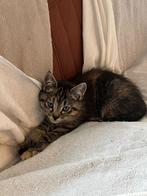 Te koop kittens kruising Noorse Boskat, Dieren en Toebehoren, Katten en Kittens | Raskatten | Langhaar, Meerdere dieren, Ontwormd