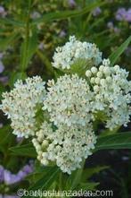 Zaden asclepia incarnata Alba, Verzenden, Voorjaar, Volle zon, Zaad
