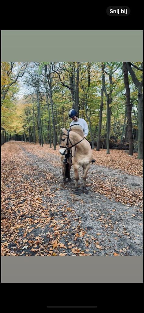 Bijrijder gezocht voor de liefste fjord, Dieren en Toebehoren, Paarden en Pony's | Verzorgingsproducten, Zo goed als nieuw, Ophalen of Verzenden