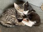 Kittens, Kater, Ontwormd