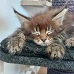 Super mooie maine coon kittens met stamboom, Meerdere dieren, Gechipt, 0 tot 2 jaar