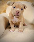 American bully pocket pups, België, Fokker | Hobbymatig, Rabiës (hondsdolheid), Overige rassen