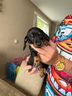 Lief teckel puppy laaste van het nest, Dieren en Toebehoren, Honden | Teckels en Dashonden, CDV (hondenziekte), Reu, 8 tot 15 weken