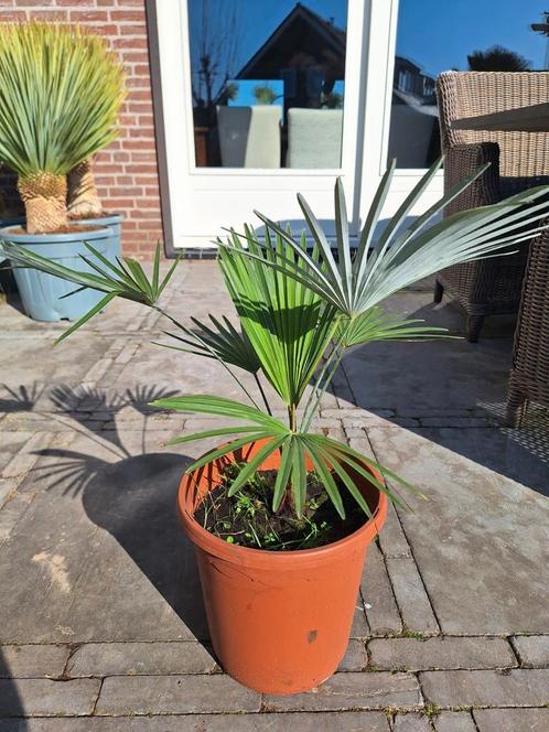 Trachycarpus princeps, palmboom, Tuin en Terras, Planten | Bomen, Ophalen