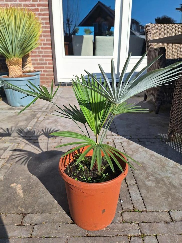 Trachycarpus princeps, palmboom, Tuin en Terras, Planten | Bomen, Ophalen