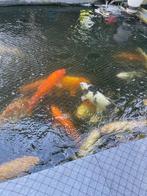 Japanse koi vijver (40+ Kois), Karper of Koi