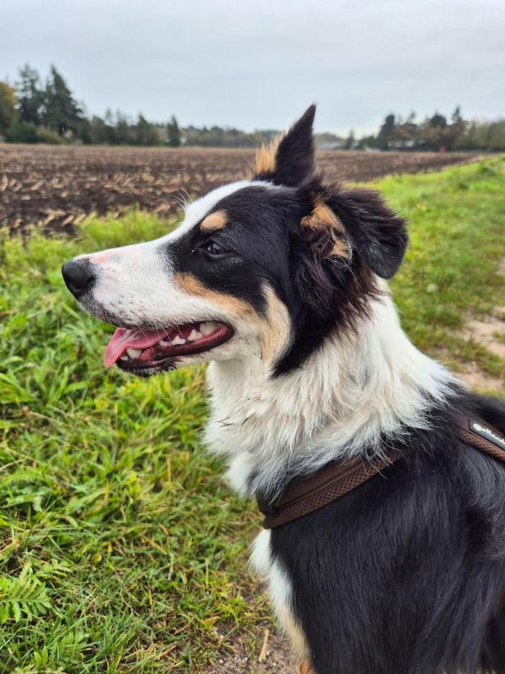 Australian sheperd x Border collie, Dieren en Toebehoren, Honden | Niet-rashonden, Middel, Teef, Particulier, Eén hond, Nederland