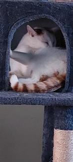 Gratis, Dieren en Toebehoren, Katten en Kittens | Overige Katten, Kater