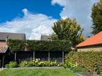 Groene Leibeuken Fagus sylvatica, Tuin en Terras, Planten | Bomen, Ophalen of Verzenden