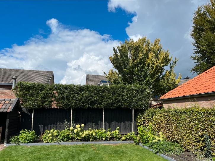 Groene Leibeuken Fagus sylvatica, Tuin en Terras, Planten | Bomen, Ophalen of Verzenden