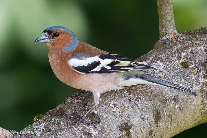 BOT VINK 2025, Dieren en Toebehoren, Vogels | Overige Vogels, Wildzangvogel, Meerdere dieren, Tam, Geringd