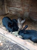 Konijnen, Dieren en Toebehoren, Konijnen, Vrouwelijk, Klein, 0 tot 2 jaar