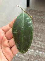 Geworteld Hoya Rintzii Borneo Stekje [1], Huis en Inrichting, Kamerplanten, Ophalen of Verzenden