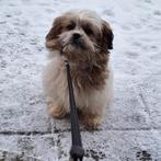 Malshi pup, Maltezer, 15 weken tot 1 jaar, Parvo, Teef