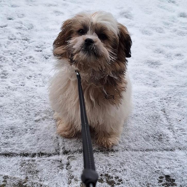 Malshi pup, Dieren en Toebehoren, Honden | Chihuahua's en Gezelschapshonden, Teef, Maltezer, Particulier, Eén hond, Nederland