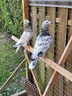 Postduiven duiven te koop, Dieren en Toebehoren, Meerdere dieren, Postduif