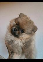 Pomeriaan pups orange sable, Dieren en Toebehoren, Honden | Poolhonden, Keeshonden en Oertypen, 8 tot 15 weken, Meerdere, Meerdere dieren