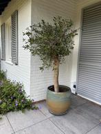 Olijfboom in pot 175 cm hoog, Tuin en Terras, Planten | Bomen, 100 tot 250 cm, Olijfboom, Ophalen, Volle zon