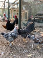 Diverse kleurlegger kippen te koop van april/mei, Dieren en Toebehoren, Pluimvee | Toebehoren, Ophalen of Verzenden, Zo goed als nieuw
