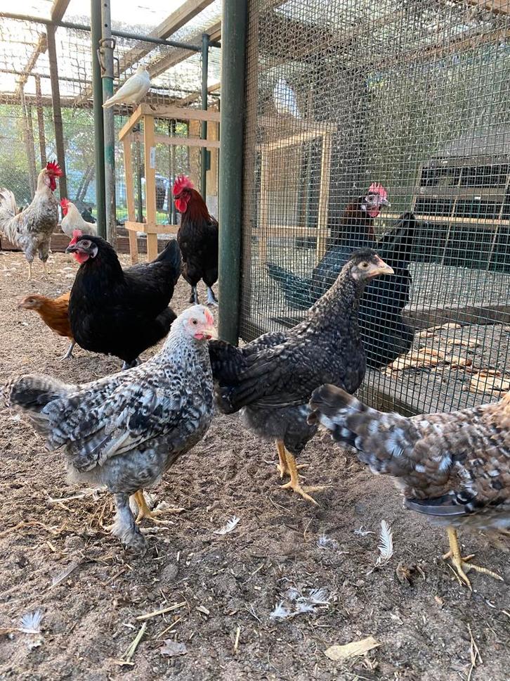 Diverse kleurlegger kippen te koop van april/mei, Dieren en Toebehoren, Pluimvee | Toebehoren, Zo goed als nieuw, Kippenhok of Kippenren