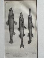 O U D 1812 - vissen gravure - plate 56, Antiek en Kunst, Kunst | Etsen en Gravures, Ophalen of Verzenden