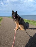 Duitse Herder Otis zoekt een nieuw baasje, Dieren en Toebehoren, 6 jaar of ouder, Reu, Rabiës (hondsdolheid), Eén hond