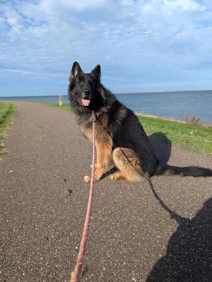 Duitse Herder Otis zoekt een nieuw baasje, Dieren en Toebehoren, Honden | Herdershonden en Veedrijvers, Reu, Herder, Particulier