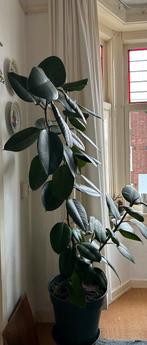 Ficus Elastica, mooie vorm, meerdere vertakkingen, Ophalen, Ficus, Halfschaduw, 150 tot 200 cm