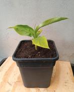 Te koop musa basjoo banaan plant, Ophalen