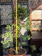 Metasequoia Pre Bonsai, Ophalen, Volle zon, Overige soorten, Minder dan 100 cm