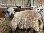 Ooilam te koop, Dieren en Toebehoren, Schapen, Geiten en Varkens, Vrouwelijk, Schaap, 0 tot 2 jaar