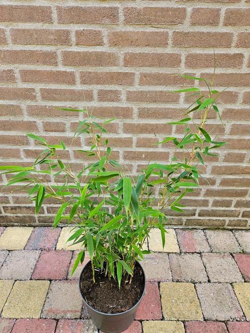 Fargesia 'Ivory Ibis' - Niet woekerende Bamboe, Tuin en Terras, Planten | Tuinplanten, Overige soorten, Ophalen