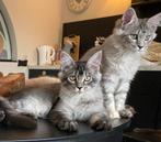XXL Maine Coon Kittens beschikbaar €1450 met stamboom, Dieren en Toebehoren, Katten en Kittens | Raskatten | Langhaar, Meerdere dieren