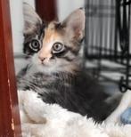Laatste Maine Coon kittens te koop, Dieren en Toebehoren, Katten en Kittens | Raskatten | Langhaar, Meerdere dieren, Ontwormd
