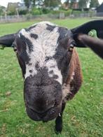 4 mooie rammen, Dieren en Toebehoren, Schapen, Geiten en Varkens, Mannelijk, Schaap, 0 tot 2 jaar
