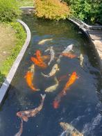 Koi Karpers, Dieren en Toebehoren, Karper of Koi